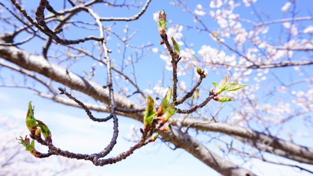 さくらぷりんとを　ぜひご活用ください